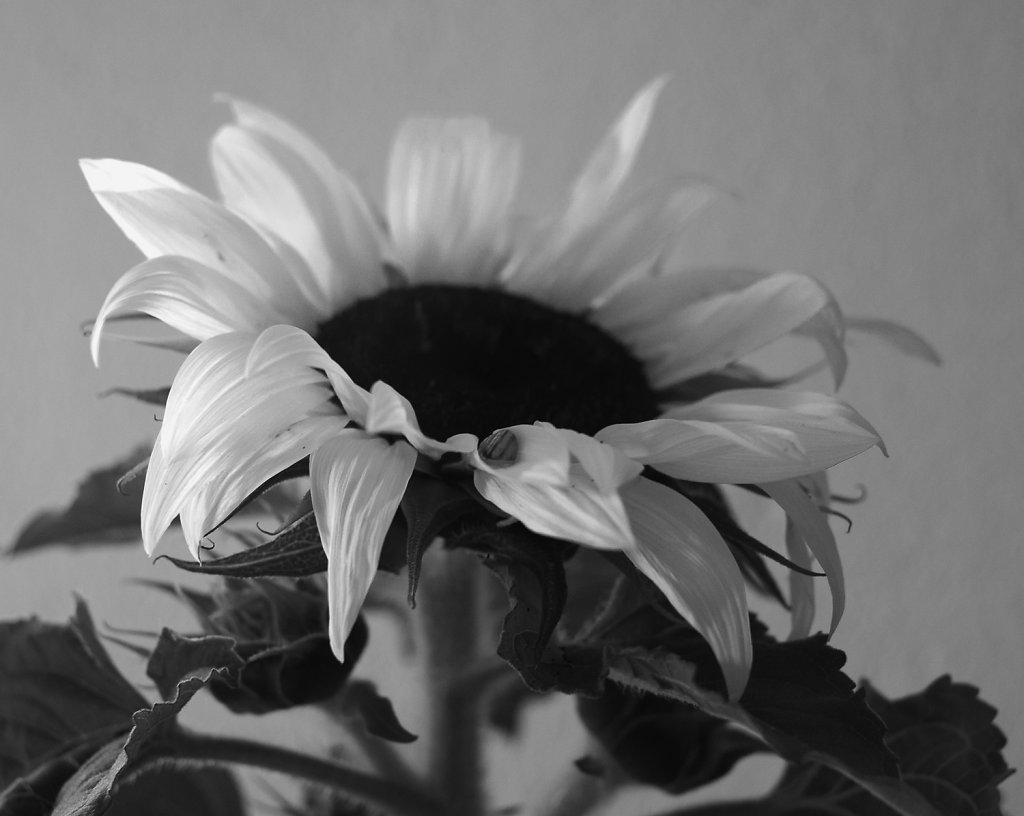 Sun flower - digital