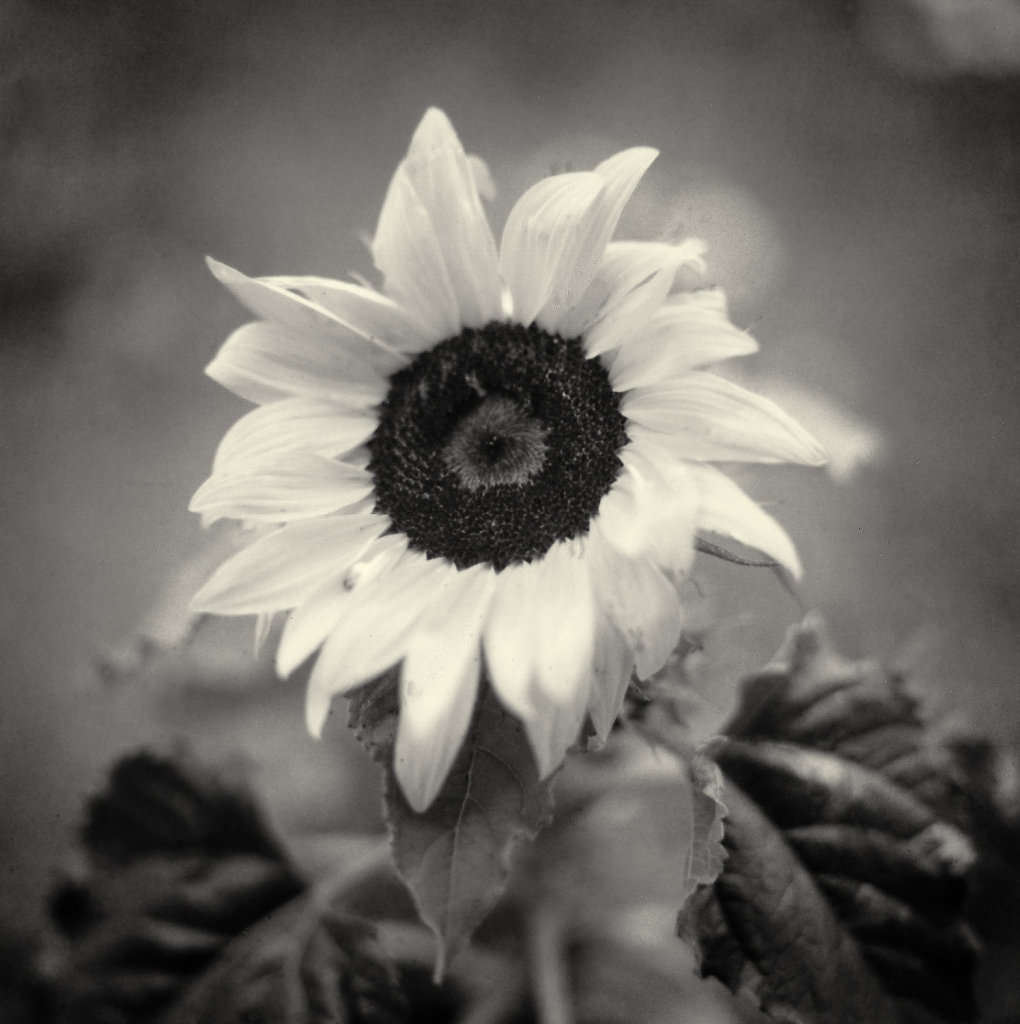 Sun flower - polaroid